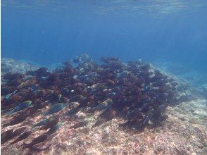 プランの魅力 Parrotfish spawning の画像