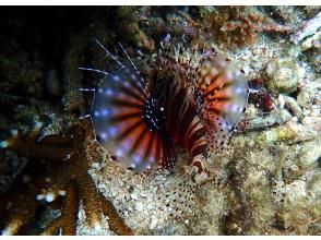 プランの魅力 Red lionfish の画像