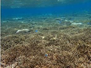 プランの魅力 Coral Branch Colony の画像