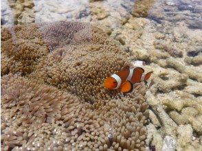 プランの魅力 Nemo Appears の画像