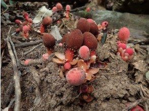 プランの魅力 Tsuchitorimochi の画像