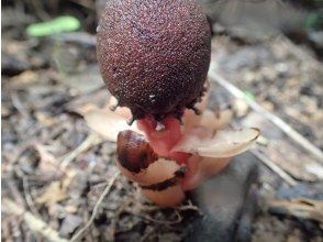 プランの魅力 リュキュウツチトリモチ の画像