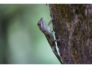 プランの魅力 キノボリトカゲ の画像