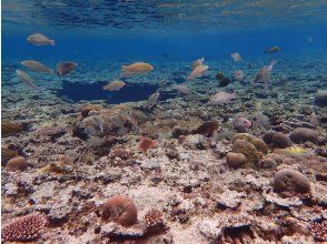 プランの魅力 シュノーケルポイントたくさんの熱帯魚と遭遇 の画像