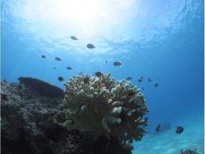 プランの魅力 魚に癒される。 の画像