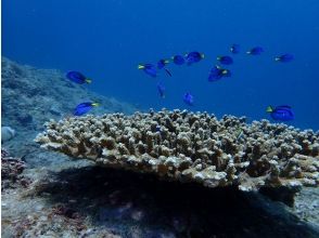 プランの魅力 ナンヨウハギ幼魚 の画像