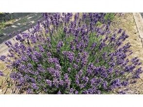 プランの魅力 ラベンダー の画像