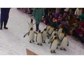 プランの魅力 旭山动物园 の画像