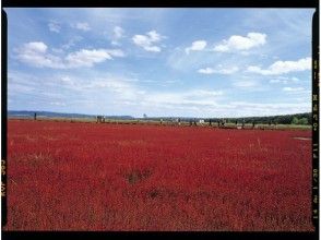 プランの魅力 能取湖のサンゴ草最大の群生地として有名です。 の画像