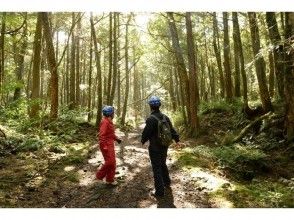 プランの魅力 Feeling refreshed when walking in the primeval forest! の画像