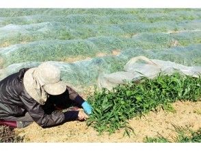 プランの魅力 Cultivation by local farmers の画像