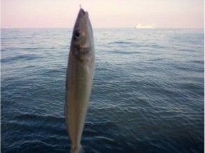 プランの魅力 Aim for "Japanese whiting" throughout the year! の画像