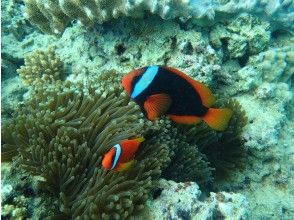 プランの魅力 お魚と遊んで楽しもう♪ の画像