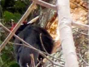 プランの魅力 黑啄木鳥，國家指定的自然古蹟 の画像