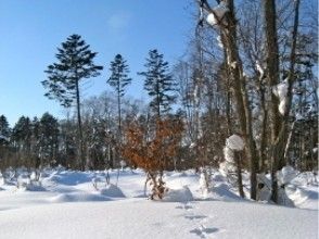 プランの魅力 SAN指南很有趣 の画像