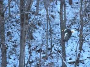 プランの魅力 You can also meet Steller's sea eagles and white-tailed eagles. の画像