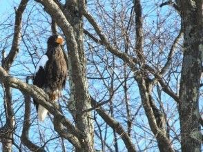 プランの魅力 If you find an eagle on a tree or on drift ice, use a telescope or binoculars to observe it carefully. の画像