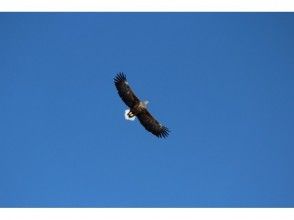 プランの魅力 國家自然紀念碑斯特勒的海鷹和白尾鷹。天空中翩翩起舞的身影宏偉。 の画像