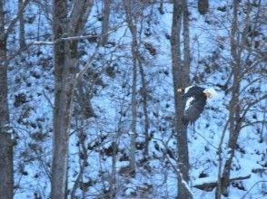 プランの魅力 Meet the creatures unique to winter! の画像