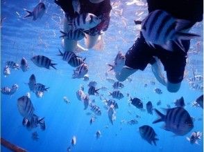 プランの魅力 บริเวณชายหาดการดำน้ำตื้น(Snorkeling)เมื่อสัมผัสกับปลา の画像