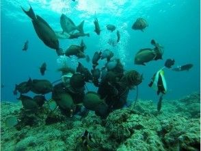 プランの魅力 きれいな海に、色とりどりの魚たちが迎えてくれます（＾－＾） の画像