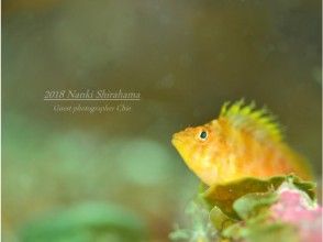 プランの魅力 Yellow hawkfish kid の画像