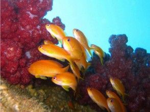 プランの魅力 海戈迪 の画像