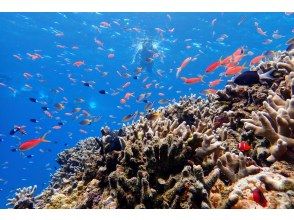 プランの魅力 カラフルなお魚も★☆彡 の画像