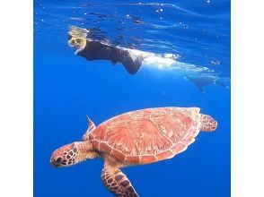 プランの魅力 Let's swim with sea turtles ♪♪ の画像