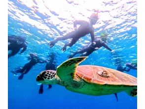 プランの魅力 人気のウミガメ！高遭遇率でご案内中★ の画像
