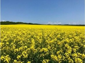 プランの魅力 油菜花的一面♪ の画像