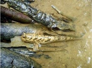 プランの魅力 "I am a barred mudskipper. Also known as tontonmy." の画像