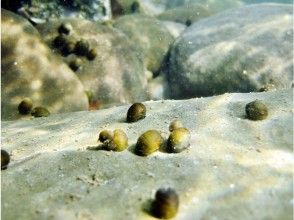 プランの魅力 川の中には様々な生き物が！ の画像