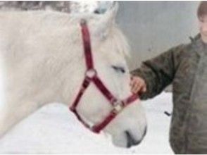 プランの魅力 In addition to a great trekking course, there are gentle and clever horses. の画像