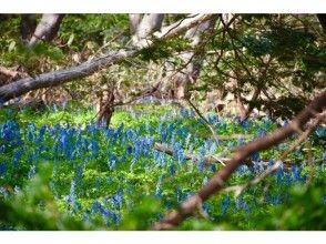 プランの魅力 山菜「エゾエンゴサク」 の画像