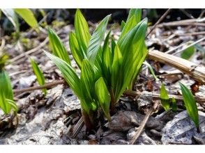 プランの魅力 Wild vegetable "goat garlic" の画像