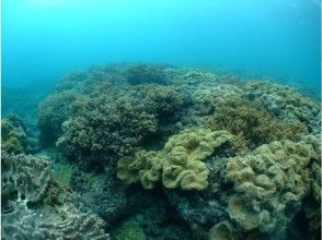 プランの魅力 サンゴの群生 の画像