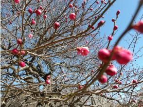 プランの魅力  の画像
