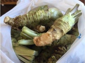 プランの魅力 天然ワサビの芋プレゼント!! の画像