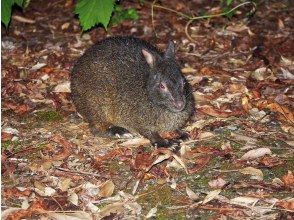 プランの魅力 アマミノクロウサギ の画像