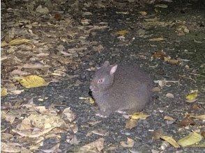 プランの魅力 アマミノクロウサギ の画像