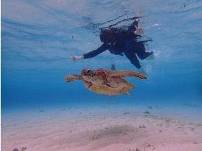 プランの魅力 with sea turtles の画像