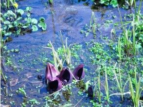 プランの魅力 居谷里湿原ザゼンソウ の画像