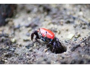 プランの魅力 Fiddler crab の画像