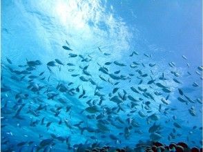 プランの魅力 万が一の傷害保険に加入 の画像