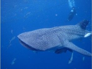 プランの魅力 水下攝影的禮物！ の画像