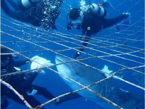 プランの魅力 水中ネットまで潜降して、ジンベンザメと対面！ の画像