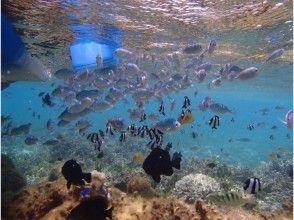 プランの魅力 箱メガネで水中観察 の画像