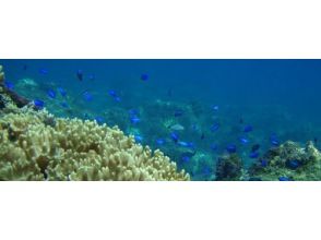 プランの魅力 美しいサンゴ礁！ の画像