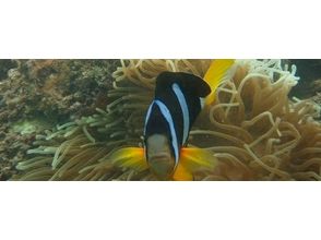 プランの魅力 クマノミ! の画像